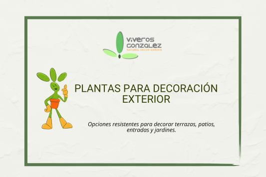Plantas para decoración exterior